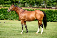 NS 2025 STALLIONS RAJ-0068