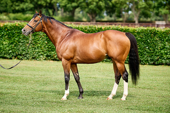 NS 2025 STALLIONS RAJ-0068