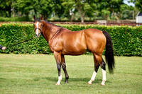 NS 2025 STALLIONS RAJ-0070