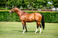 NS 2025 STALLIONS RAJ-0073