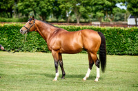 NS 2025 STALLIONS RAJ-0071