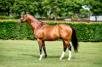 NS 2025 STALLIONS RAJ-0074