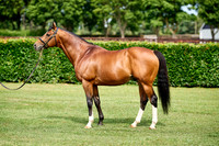 NS 2025 STALLIONS RAJ-0072