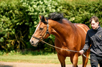 Raj Paddock