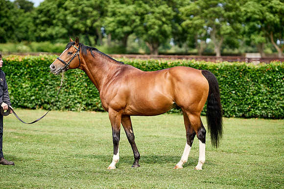 NS 2025 STALLIONS RAJ-0068