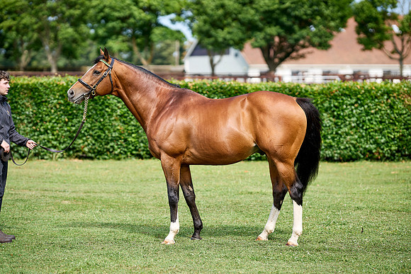 NS 2025 STALLIONS RAJ-0076
