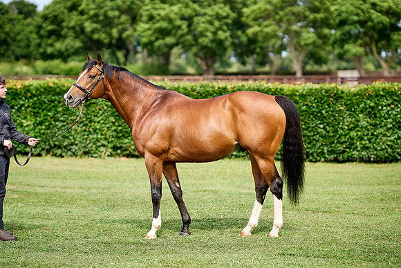 NS 2025 STALLIONS RAJ-0065