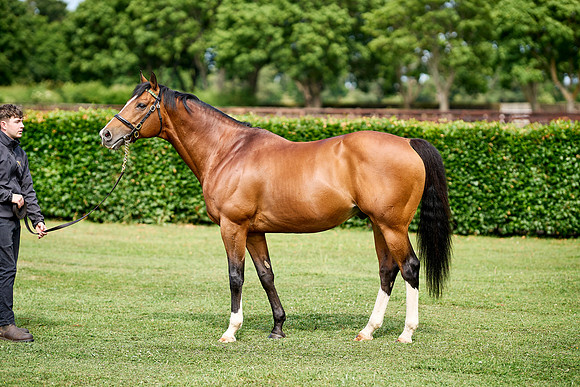 NS 2025 STALLIONS RAJ-0067