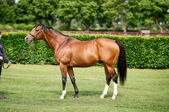 NS 2025 STALLIONS RAJ-0066