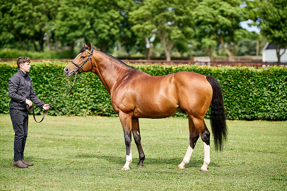 NS 2025 STALLIONS RAJ-0069