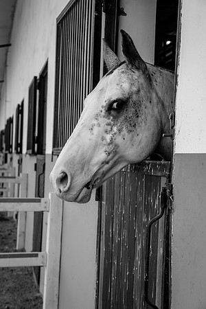 Royal Salute Gold Cup 2012 China Polo Open Tournament