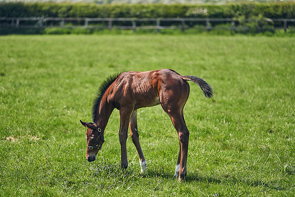 The-National-Stud-Dominic-James_DJ_5144