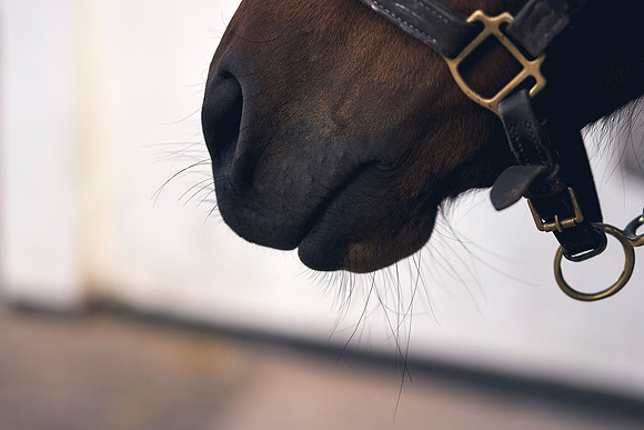 The-National-Stud-Dominic-James_DOM9751