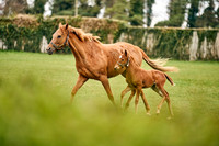 062 Foals and mares