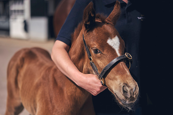 The-National-Stud-Dominic-James_DOM9827