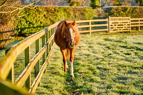 2023-01-21-Dominic-James-01436
