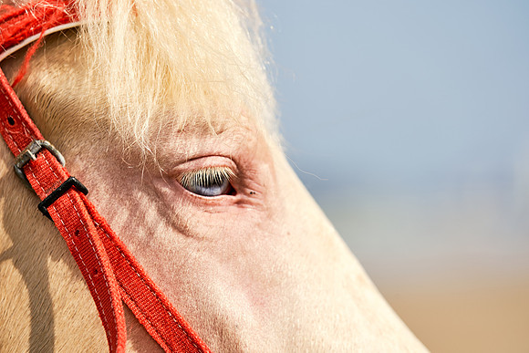 POLO-SATURDAY_2019_DomincJames_2355