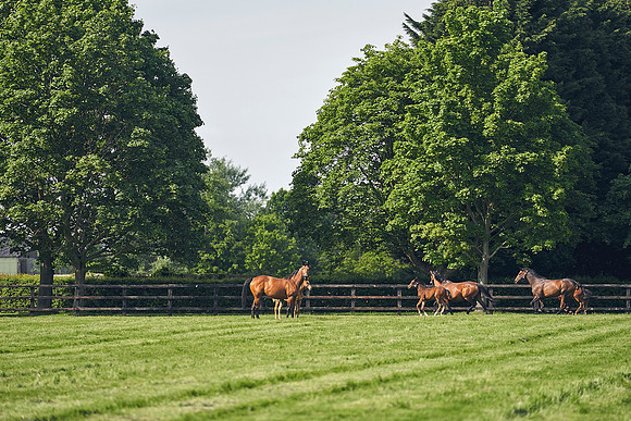 The-National-Stud-Dominic-James_DJ_5272