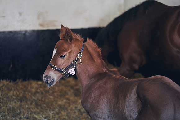 The-National-Stud-Dominic-James_DOM9755