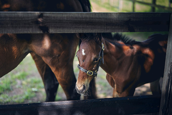 The-National-Stud-Dominic-James_DOM0707