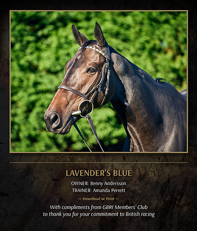 AP Lavendar's Blue
