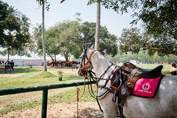 THAI-PINK-POLO-2020-Dominic-James_DJ92267.ARW-6734