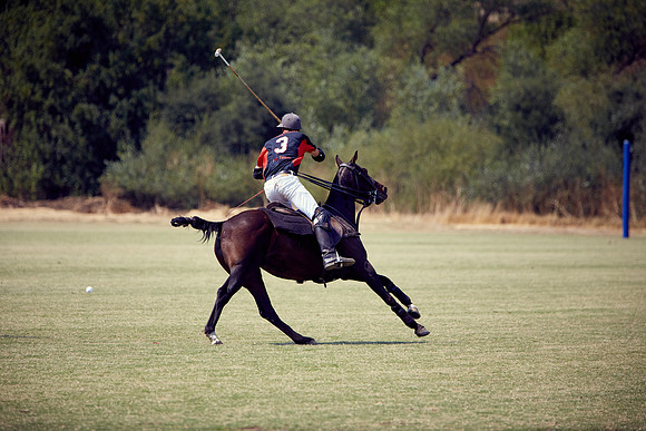 Oyster Cup Polo tournament