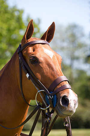 201505-SRIC-2015-001-_B5T0307.CR2