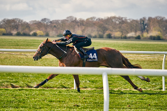 2021-04-12-Dominic-James-Craven-Breeze-Up-Sales-0454