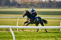 12th April Craven Breeze Up Sale 003