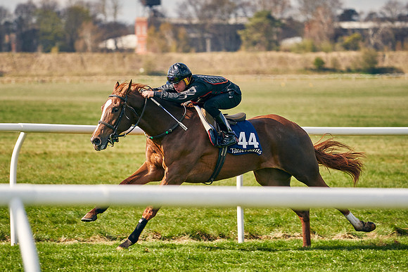 2021-04-12-Dominic-James-Craven-Breeze-Up-Sales-0452