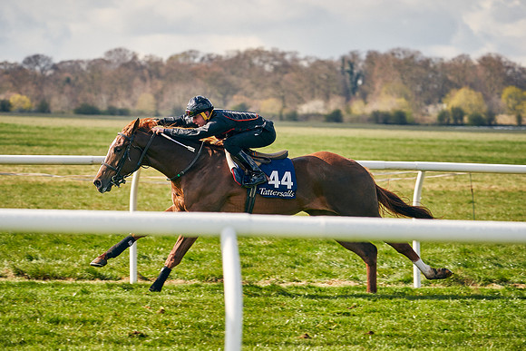 2021-04-12-Dominic-James-Craven-Breeze-Up-Sales-0453