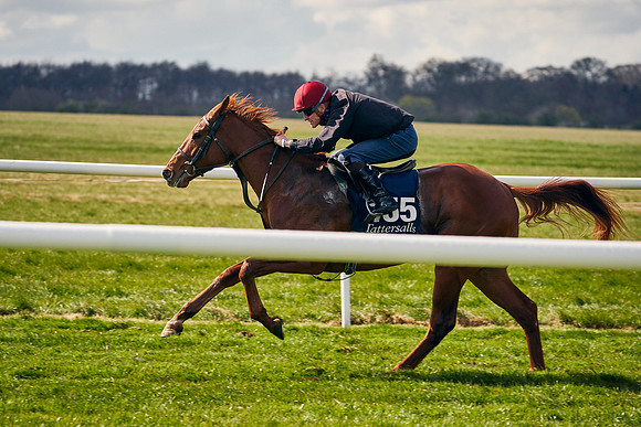 2021-04-12-Dominic-James-Craven-Breeze-Up-Sales-1298