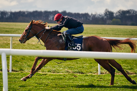 2021-04-12-Dominic-James-Craven-Breeze-Up-Sales-1299