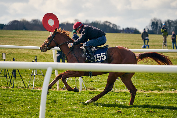 2021-04-12-Dominic-James-Craven-Breeze-Up-Sales-1301