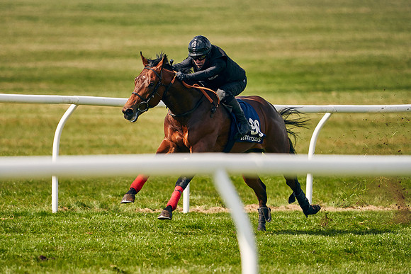 2021-04-12-Dominic-James-Craven-Breeze-Up-Sales-1315