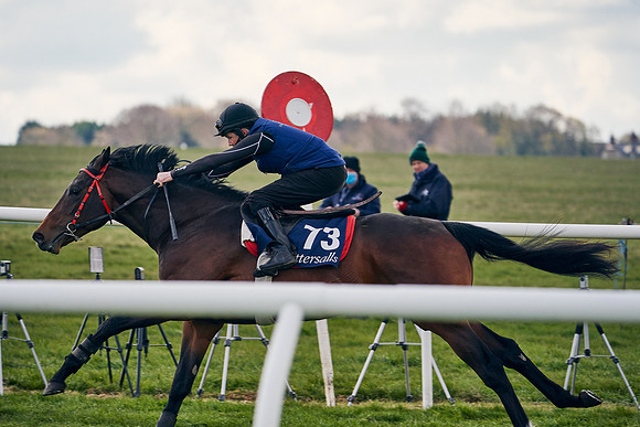 2021-04-12-Dominic-James-Craven-Breeze-Up-Sales-1383
