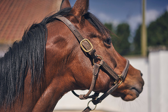 The-National-Stud-Dominic-James_DOM9828