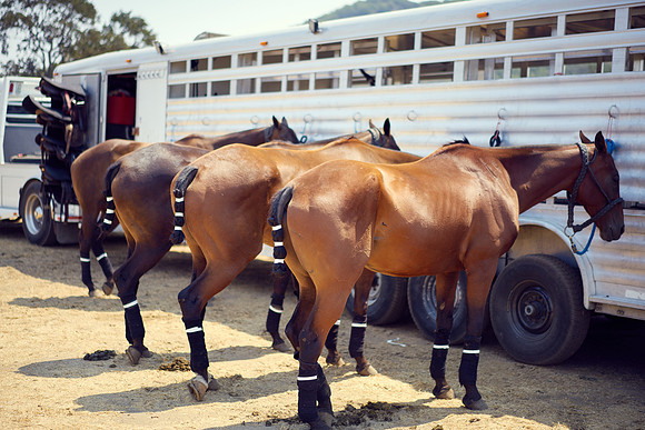 Oyster Cup Polo tournament