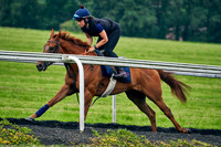 11th June Warren Hill 001