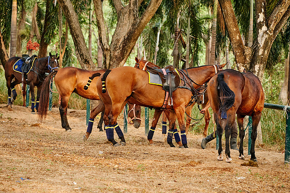 THAI-POLO-PRACTICE-2020-01-21-Dominic-James_DJ91917.ARW8740