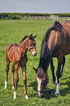 The-National-Stud-Dominic-James_DJ_5161