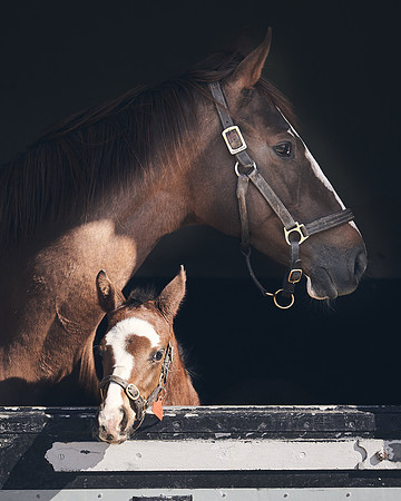 NATS-STUD-FOALS-2020-DJ-1131