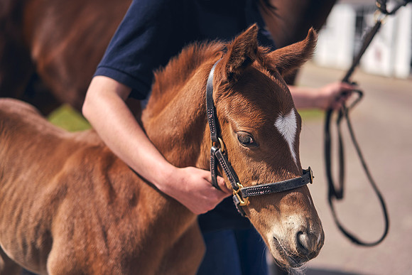 The-National-Stud-Dominic-James_DOM9825