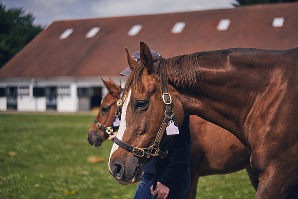The-National-Stud-Dominic-James_DOM9623