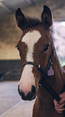 The-National-Stud-Dominic-James_DJ_4849