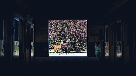 The-National-Stud-Dominic-James_DJ_4728