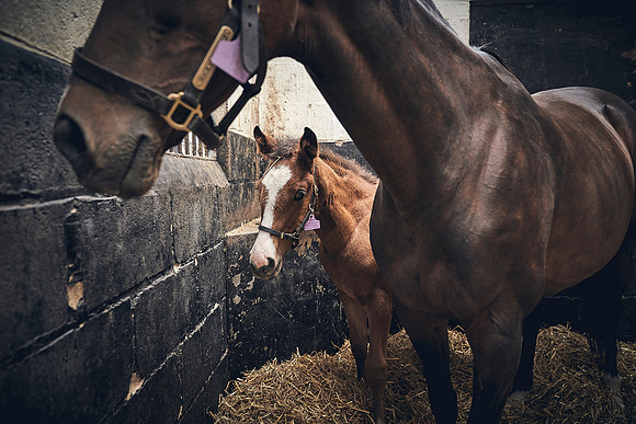 The-National-Stud-Dominic-James_DJ_4656