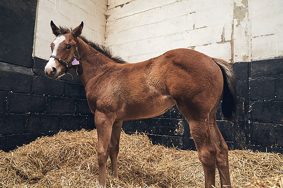 The-National-Stud-Dominic-James_DJ_4631