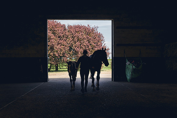 The-National-Stud-Dominic-James_DJ_4788